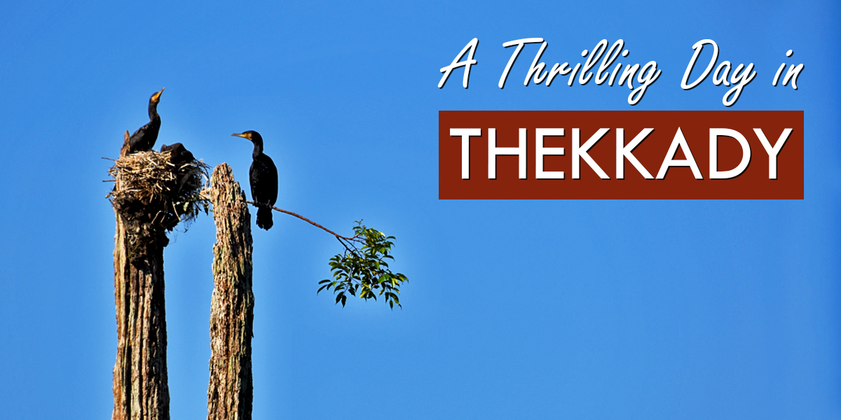 Featured Image - A Thrilling Day in Thekkady